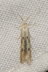 Coleophora squalorella