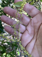 Dioscorea transversa