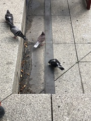 Columba livia domestica