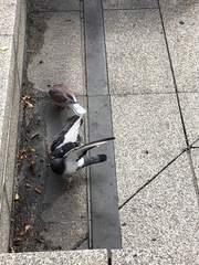 Columba livia domestica