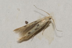 Coleophora squalorella