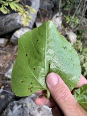 Cissus reniformis