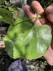 Cissus reniformis