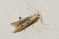Coleophora squalorella