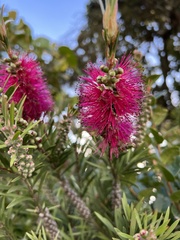Melaleuca