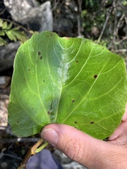 Cissus reniformis
