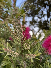 Melaleuca
