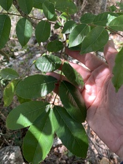 Zanthoxylum brachyacanthum