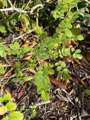 Rosa rubiginosa