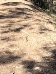 Dendrelaphis punctulatus