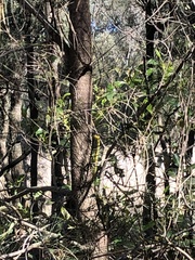 Dendrelaphis punctulatus