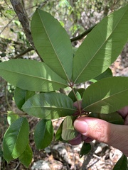 Zanthoxylum brachyacanthum