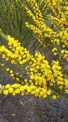 Aspalathus sceptrum-aureum