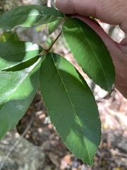 Zanthoxylum brachyacanthum