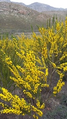 Aspalathus sceptrum-aureum