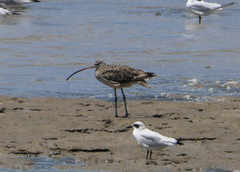 Numenius madagascariensis