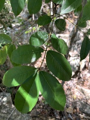 Zanthoxylum brachyacanthum