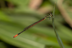 Argiocnemis rubescens