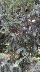 Taxus baccata