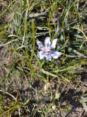 Moraea lugubris