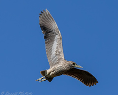 Nycticorax nycticorax