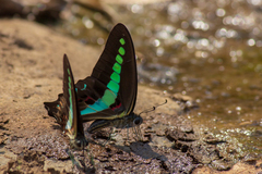 Graphium teredon