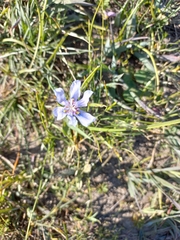 Moraea lugubris
