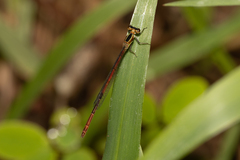 Argiocnemis rubescens