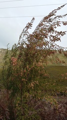 Passerina falcifolia