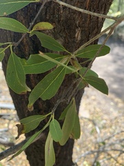 Terminalia oblongata