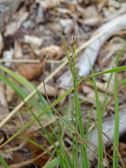 Carex pilulifera