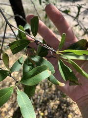 Terminalia oblongata