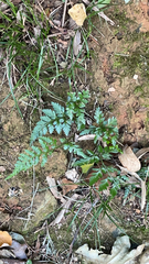 Asplenium adiantum-nigrum