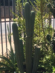 Trichocereus