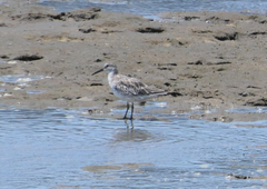 Calidris tenuirostris