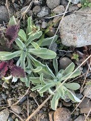 Gnaphalieae