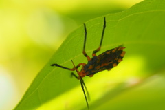 Spartocerini