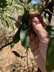 Terminalia oblongata