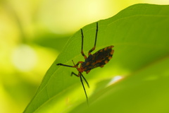 Spartocerini