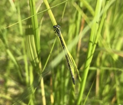 Coenagrion johanssoni