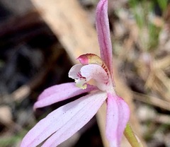 Caladenia fuscata