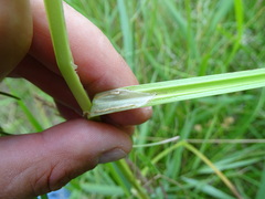 Carex otrubae