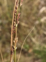 Setaria distans