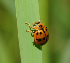 Harmonia octomaculata