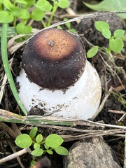 Stropharia rugosoannulata