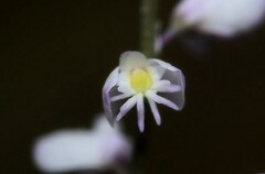 Polygala glochidiata