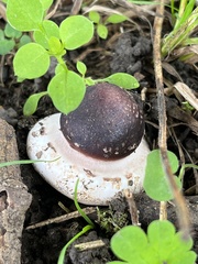 Stropharia rugosoannulata