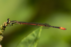Argiocnemis rubescens