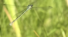 Coenagrion johanssoni