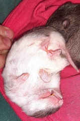 Saccostomus campestris